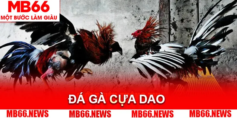 Đá gà cựa dao là hình thức chọi kê được yêu thích bởi sự đẫm máu