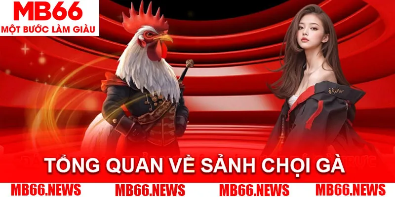 Tổng quan thông tin về sảnh chơi chọi gà trực tuyến
