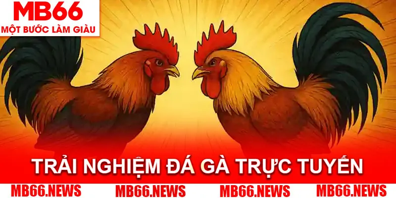 Trải nghiệm đá gà trực tuyến với hình ảnh 4k sắc nét