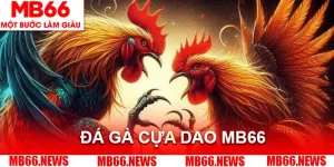 Đá Gà Cựa Dao MB66 - Hình Thức Giải Trí Hồi Hộp Và Đẫm Máu