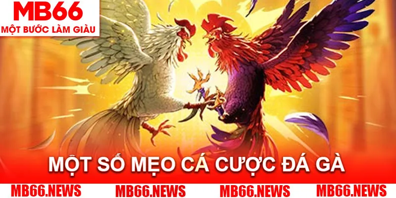 Một số mẹo cá cược đá gà tại MB66 hiệu quả